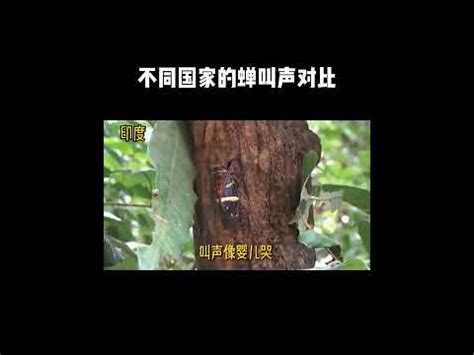 蟬聲唧唧意思|【蟬聲唧唧意思】蟬聲唧唧，悦耳動聽！揭開蟬鳴箇中玄機 – 虞默。